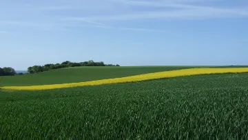 bouclier contre la septoriose